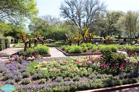 San antonio botanical gardens - San Antonio’s spectacular holiday tradition returns reimagined for 2023! Nov. 11, 2023 – Jan. 1, 2024 